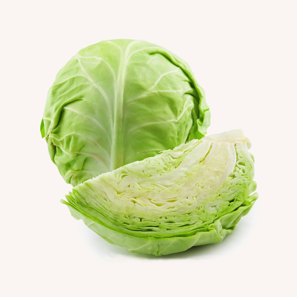 quisque volutpat mattis